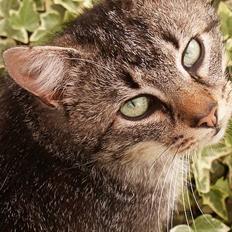 Blanding af racer Koda (Løbet væk)