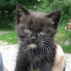 Huskat Pusser *Solgt* (Kisser)