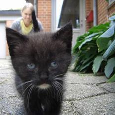 Huskat Pusser *Solgt* (Kisser)