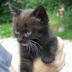 Huskat Pusser *Solgt* (Kisser)