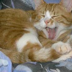 Huskat Pierre *R.I.P* :(