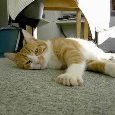 Huskat Pierre *R.I.P* :(