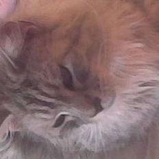 Maine Coon jersey *DØD*