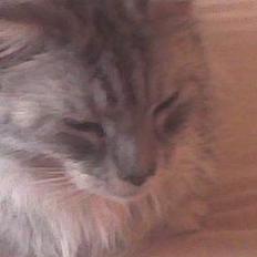 Maine Coon jersey *DØD*