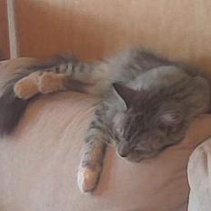 Maine Coon jersey *DØD*