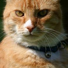 Blanding af racer Brian