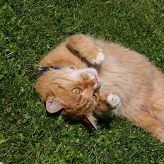 Blanding af racer Brian