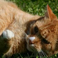 Blanding af racer Brian