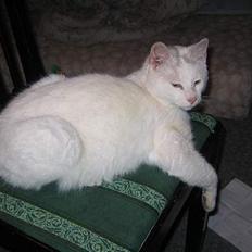 Blanding af racer Misling =)