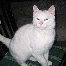 Blanding af racer Misling =)