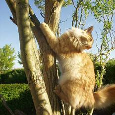 Norsk Skovkat Simon  BCO107 R.I.P