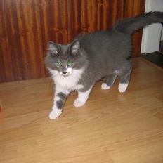 Norsk Skovkat Baloo R.I.P :'( †