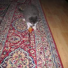 Norsk Skovkat Baloo R.I.P :'( †