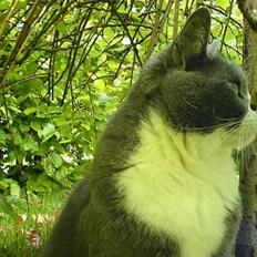 Huskat Ofelia