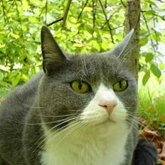 Huskat Ofelia