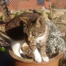 Blanding af racer Tillinq! (Borte)