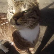 Blanding af racer Tillinq! (Borte)