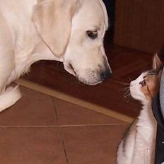 Maine Coon Mille (DØD) ;(