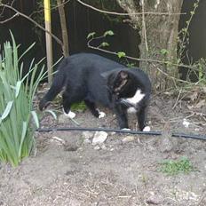 Blanding af racer Kisser