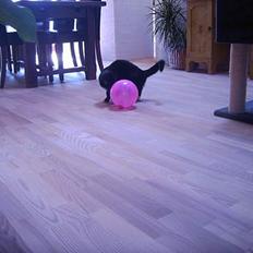 Blanding af racer Kisser