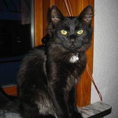 Norsk Skovkat Oliver