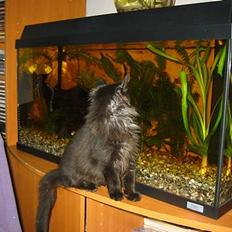 Norsk Skovkat Oliver