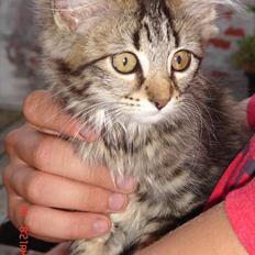 Norsk Skovkat Afrodithe