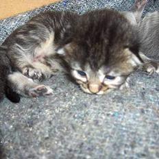 Norsk Skovkat Afrodithe