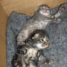 Norsk Skovkat Afrodithe