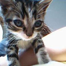 Huskat værner (død)