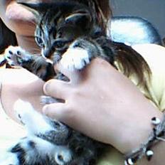 Huskat værner (død)