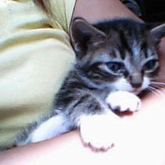 Huskat værner (død)