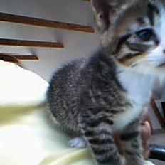 Huskat otto (givet væk)