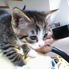 Huskat otto (givet væk)