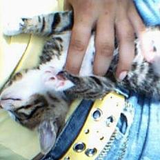 Huskat otto (givet væk)