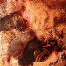 Huskat Berta´s Killinger :D