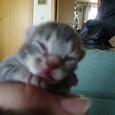 Huskat Berta´s Killinger :D