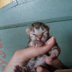 Huskat Berta´s Killinger :D