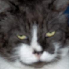 Huskat Bamse *død 14/9-2010*