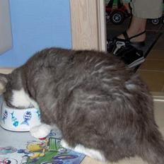 Huskat Bamse *død 14/9-2010*