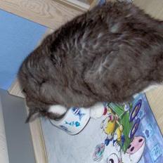 Huskat Bamse *død 14/9-2010*