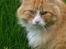Maine Coon Lucas