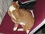 Huskat Oliver  R.I.P d.16-10-06  - Nu sidder jeg her på stolen og venter på festen i aften 
