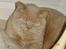 British Shorthair Kasae's Donnovan - Jeg er ikke så pjattet med det der lys der kommer når hun tar´ billeder