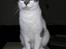 Huskat Timmay