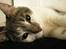 Huskat Timmay