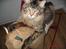 Maine Coon Crysty the clown - JEG HAR MIN HEST- JEG HAAARRR MIN LASSO...