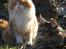 Maine Coon Crysty the clown - Mig og storebror Arne