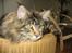 Maine Coon Crysty the clown - HELT KANON AT SLAPPE..