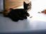 Huskat Feline - Got CHA! Hun elsker at lege med ruller